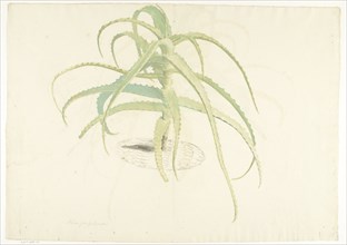 Aloe perfoliata, 1619-1685. Creator: Herman Saftleven the Younger.