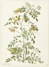Bladder bush (Colutea arborescens), 1682. Creator: Herman Saftleven the Younger.