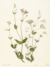 Bladder Senna and Sticky Catchfly, 1682. Creator: Herman Saftleven the Younger.