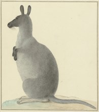Kangaroo, 1763-1834. Creator: Izaak van Haastert.