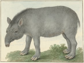 Tapir, 1825. Creator: Izaak van Haastert.