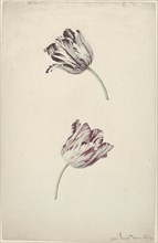 Two Red-and-white Tulips, 1744-1805. Creator: Jan Jansz. van der Vinne.