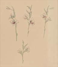 Flower studies, 1887-1924. Creator: Julie de Graag.