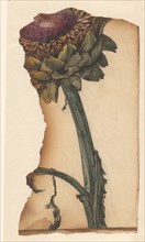 Sunflower (snippet), 1887-1924. Creator: Julie de Graag.