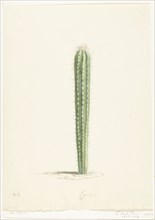Cactus, 1668-1729. Creator: Vincent Laurentz van der Vinne I.