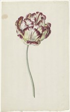 Tulip, 1783-1850. Creator: Louis Moritz.