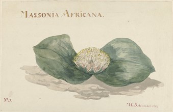 Massonia africana, 1789.  Creator: Maria Geertruida Snabilie.