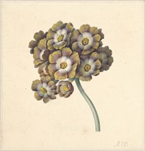 Flower study, 1790-1862. Creator: Maria Margrita van Os.