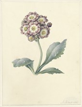 Flower study, 1823. Creator: Maria Margrita van Os.