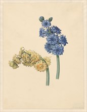 Two hyacinths, 1823. Creator: Maria Margrita van Os.