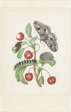Metamorphosis of a Small Emperor Moth, after 1679. Creator: Workshop of Maria Sibylla Merian.