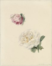 Studies of a pink and a white rose, 1841. Creator: Maria Louisa Praetorius.