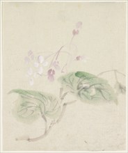 Pink wisteria, 1808-1861. Creator: Utagawa Kuniyoshi.