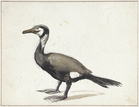 Cormorant, 1832-1897. Creator: Willem Roelofs.