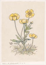 Buttercups, in or before 1893. Creator: Willem Wenckebach.