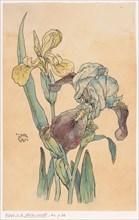 Iris, in or before 1893. Creator: Willem Wenckebach.