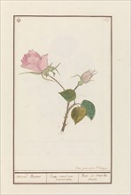 Rose (Rosa), 1790-1799. Creator: Jan Garemijn.