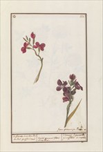 Wallflower (Erysimum cheiri), 1790-1799. Creator: Jan Garemijn.