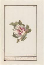 Hibiscus (Hibiscus syriacus), 1790-1799. Creator: Jan Garemijn.