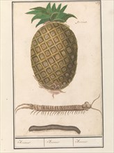 Pineapple (Ananas comosus) with a centipede and a millipede, 1596-1610.  Creators: Anselmus de Boodt, Elias Verhulst.