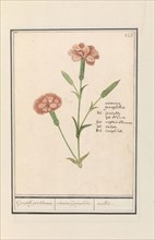 Carnation (Dianthus), 1596-1610.  Creators: Anselmus de Boodt, Elias Verhulst.