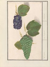 Grape (Vitis vinifera), 1596-1610. Creators: Anselmus de Boodt, Elias Verhulst.