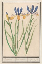 Blue-yellow Iris (Iris sibirica), 1596-1610. Creators: Anselmus de Boodt, Elias Verhulst.