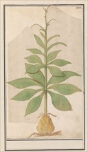 Unknown plant, 1596-1610. Creators: Anselmus de Boodt, Elias Verhulst.