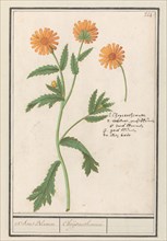 Chrysant (Chrysanthemum), 1596-1610. Creators: Anselmus de Boodt, Elias Verhulst.