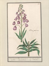 Persian lily (Fritillaria persica), 1596-1610. Creators: Anselmus de Boodt, Elias Verhulst.