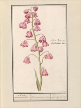Persian lily (Fritillaria persica), 1596-1610. Creators: Anselmus de Boodt, Elias Verhulst.