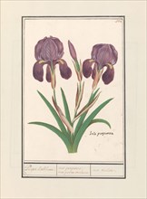 Purple iris (Iris germanica), 1596-1610. Creators: Anselmus de Boodt, Elias Verhulst.
