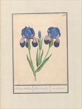 Purple iris (Iris germanica), 1596-1610. Creators: Anselmus de Boodt, Elias Verhulst.