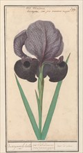 Mourning iris (Iris susiana), 1596-1610. Creators: Anselmus de Boodt, Elias Verhulst.