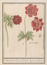 Peony (Paeonia) and Anemone (Anemone), 1596-1610. Creators: Anselmus de Boodt, Elias Verhulst.