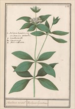 Silk plant (Asclepias syriaca), 1596-1610. Creators: Anselmus de Boodt, Elias Verhulst.