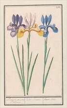 Iris (Iris sibirica), 1596-1610. Creators: Anselmus de Boodt, Elias Verhulst.
