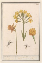 Narcis (Narcissus), Golden primrose  (Primula veris) and Tagetes (African marigold), 1596-1610.  Creators: Anselmus de Boodt, Elias Verhulst.