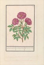 Wild Rose (Rosa), 1596-1610. Creators: Anselmus de Boodt, Elias Verhulst.