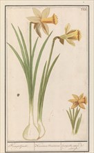 Wild daffodil (Narcissus pseudonarcissus), 1596-1610. Creators: Anselmus de Boodt, Elias Verhulst.