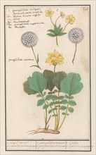 Yellow avens (Geum aleppicum) and Alpine yellow avens (Geum montanum), 1596-1610. Creators: Anselmus de Boodt, Elias Verhulst.
