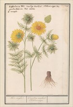 Spring Adonis (Adonis vernalis), 1596-1610. Creators: Anselmus de Boodt, Elias Verhulst.