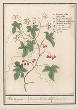 Hedge vine (Bryonia dioica), 1596-1610. Creators: Anselmus de Boodt, Elias Verhulst.