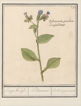 Spotted Lungwort (Pulmonaria officinalis), 1596-1610. Creators: Anselmus de Boodt, Elias Verhulst.