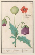 Poppy, 1596-1610. Creators: Anselmus de Boodt, Elias Verhulst.