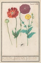 Poppy, 1596-1610. Creators: Anselmus de Boodt, Elias Verhulst.