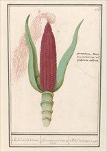 Ornamental corn (Zea mays), 1596-1610. Creators: Anselmus de Boodt, Elias Verhulst.