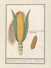 Corn (Zea Mays), 1596-1610. Creators: Anselmus de Boodt, Elias Verhulst.