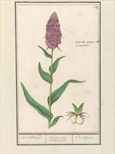 Marsh orchid (Dactylorhiza majalis), 1596-1610. Creators: Anselmus de Boodt, Elias Verhulst.