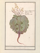 Cabbage (Brassica oleracea), 1596-1610. Creators: Anselmus de Boodt, Elias Verhulst.